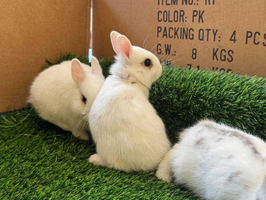 Karlik quyonlar / Карликовые кролики