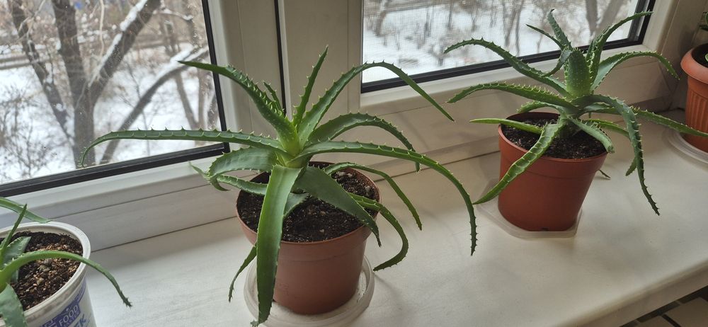 Алоэ древовидный