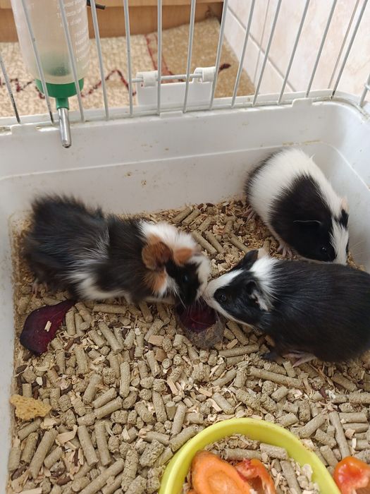 Продаются морские свинки