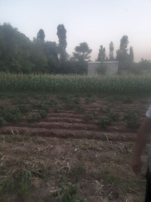 Ер сотилади 7 сотох Денов тумани (эски масква калхоз)