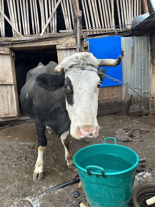 vaca bălțata românească