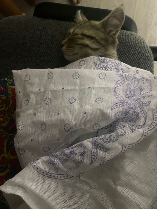 Отдам в добрые руки