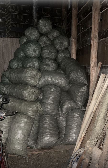 Продам шишки сосновые