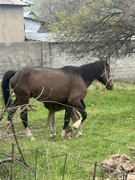 Лошад бие кулынмен