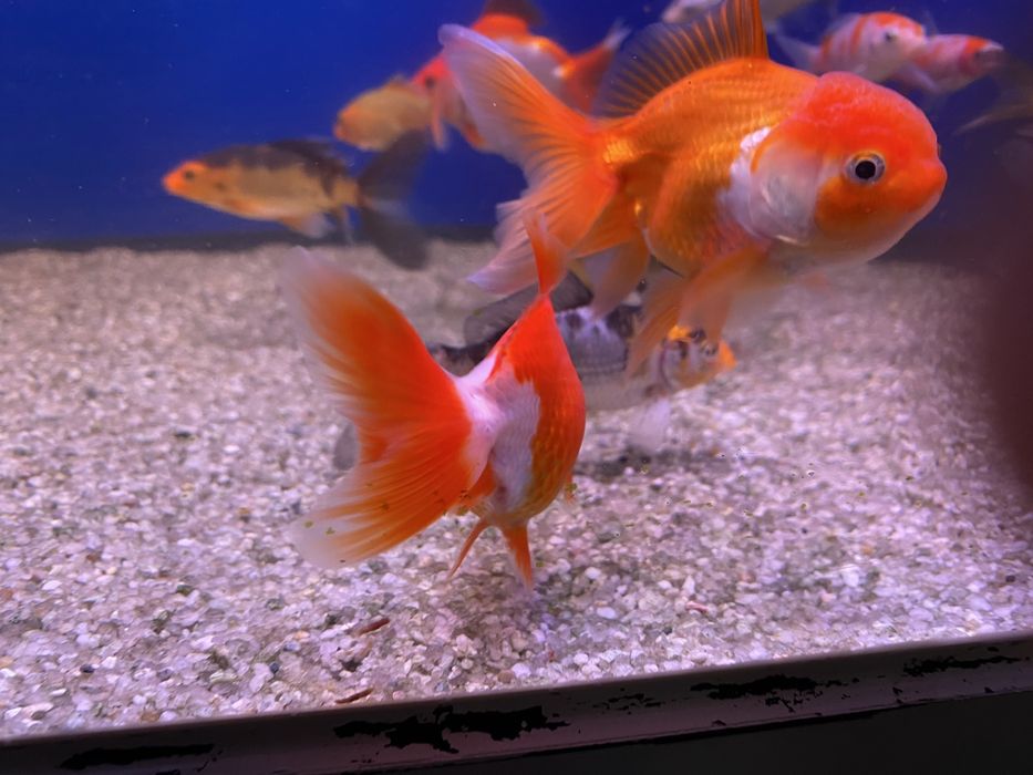 Продаются золотые рыбки