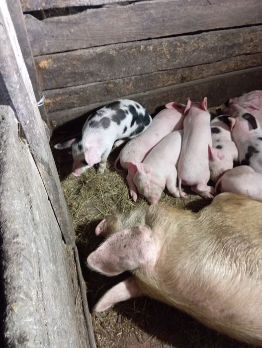 Продам поросят..