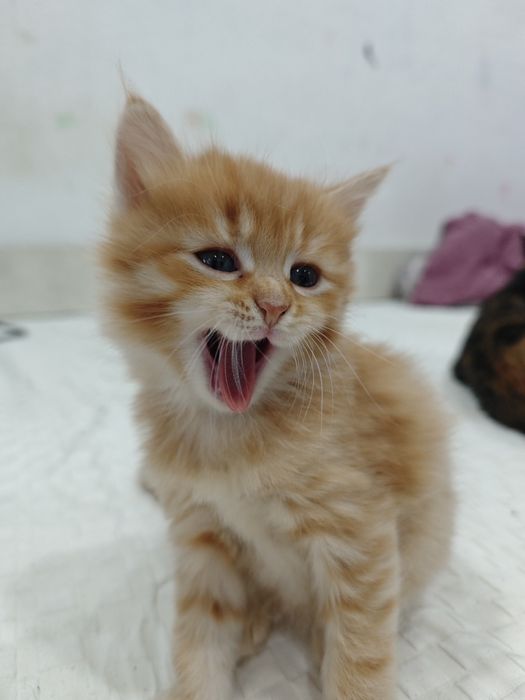 Отдам котят в хорошие руки