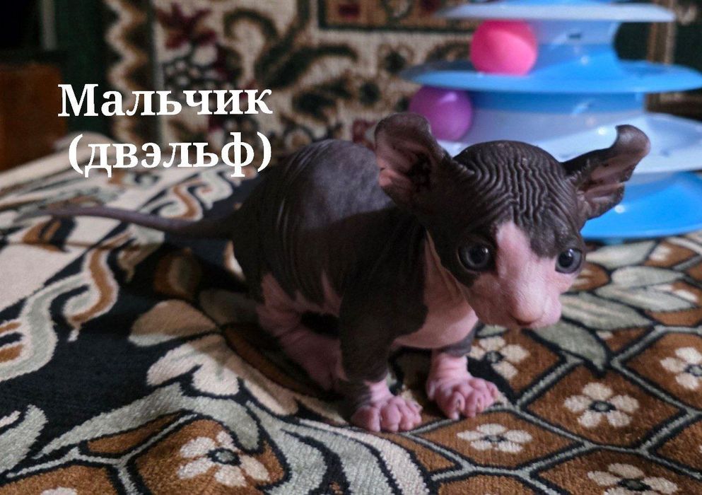 Котята Сфинксы !