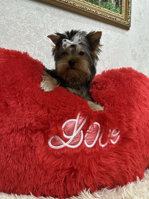 Йорики беби фейс