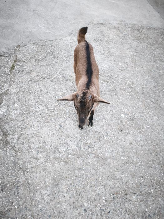 Capra și 2 ieduțe alpine de vanzare