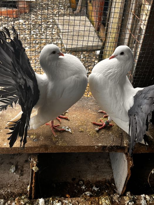 Vand porumbei curcani