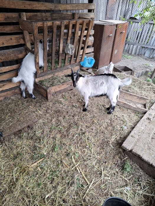 Продам козлят. Мальчик и девочка.