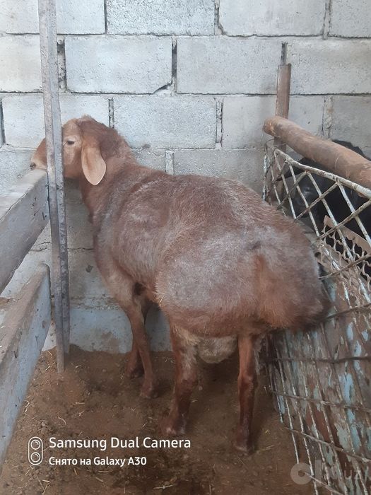 Кучкорлар сотилади