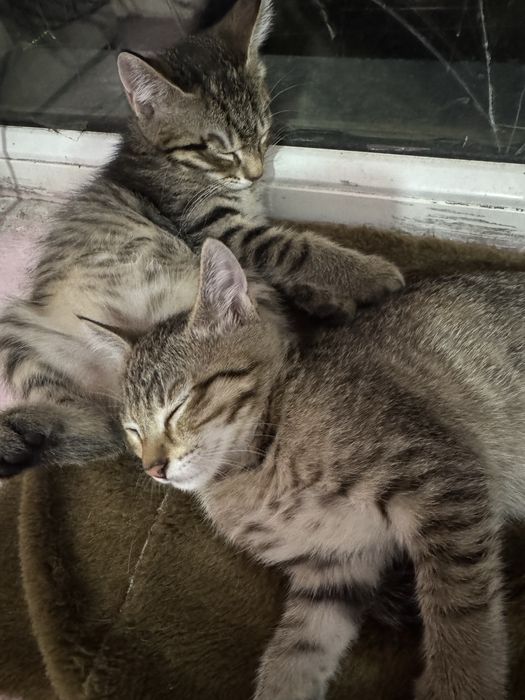 Милые Котята бесплатно