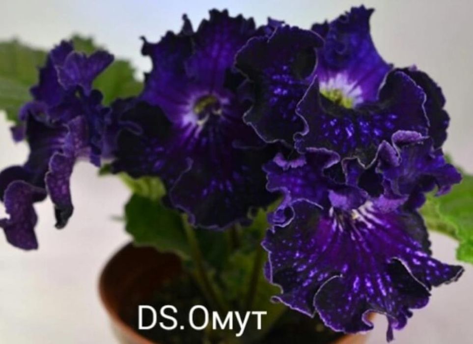 Стрептокарпус детки