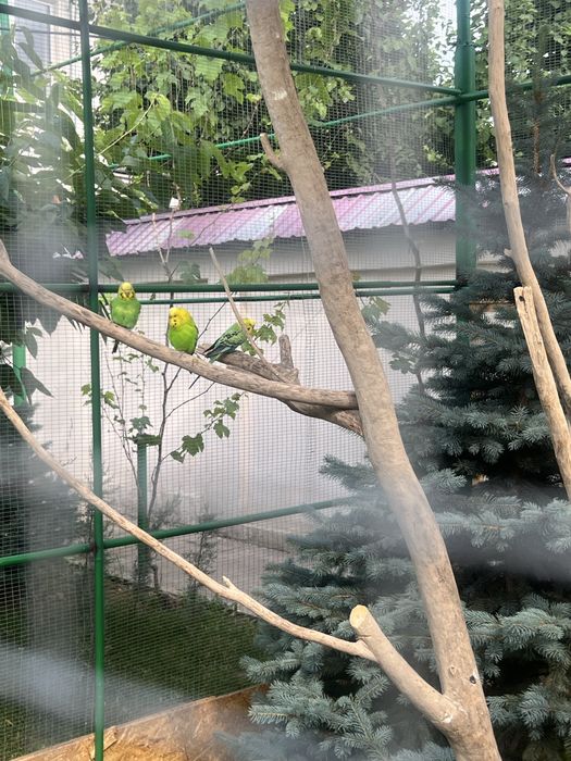 Lavnisty papugay sotiladi optom