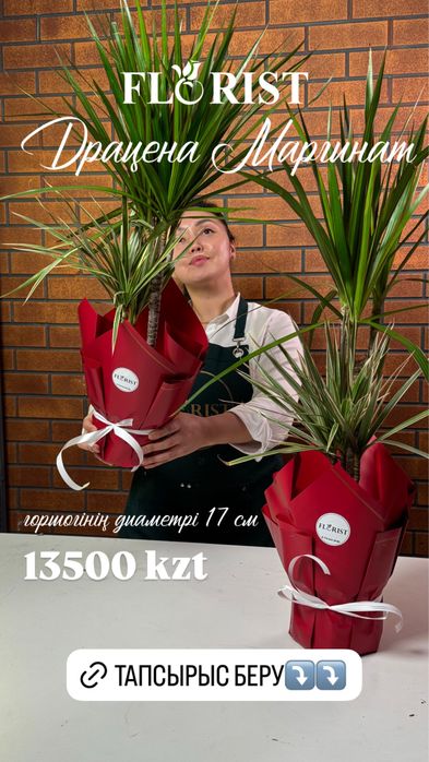 Комнатные цветы кульсары