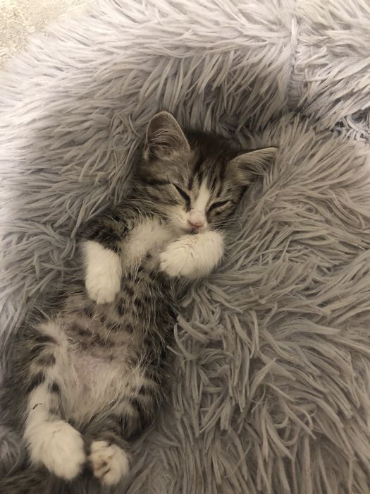 Котёнок в добрые руки!