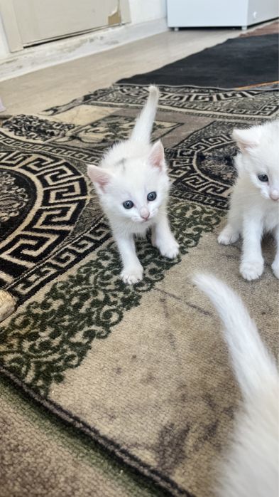 Маленьких котят отдам бесплатно.