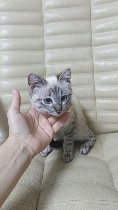 Кошечка /////В добрые Руки//////