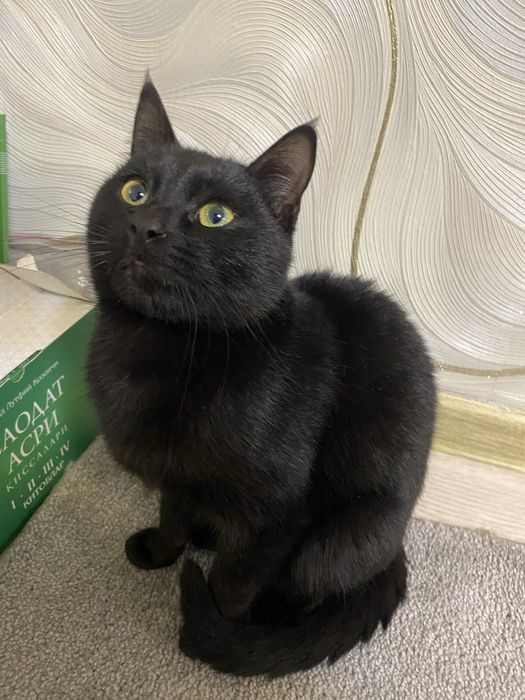 Продаётся кот в хорошие руки