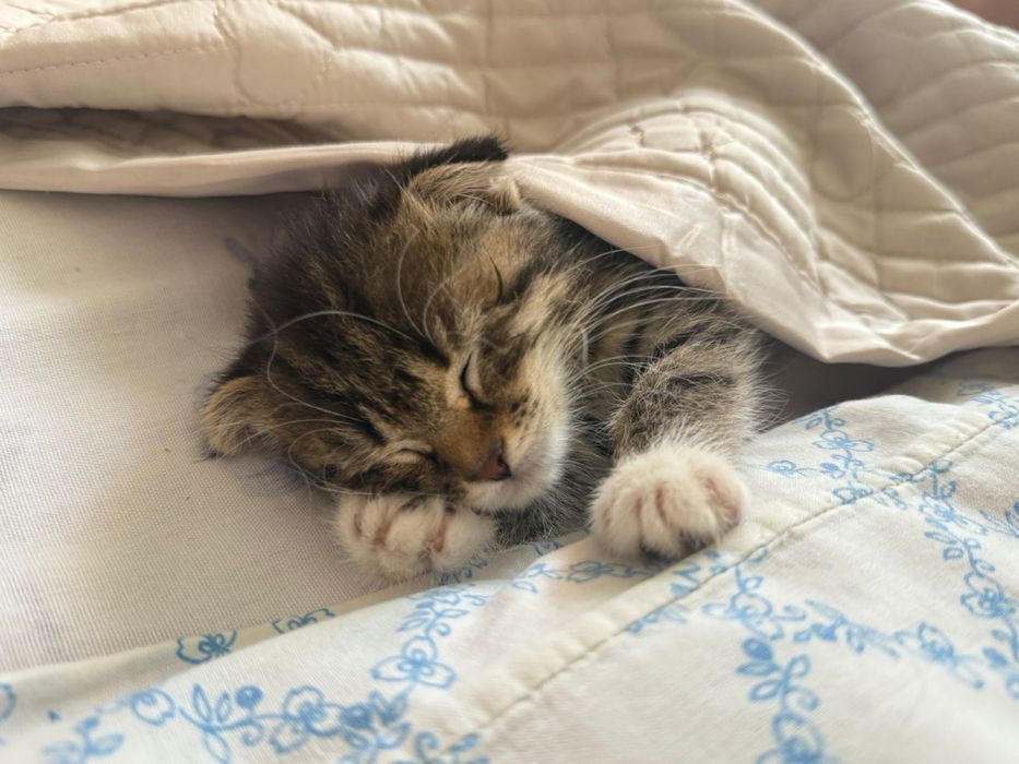 Котёнок Шотландский