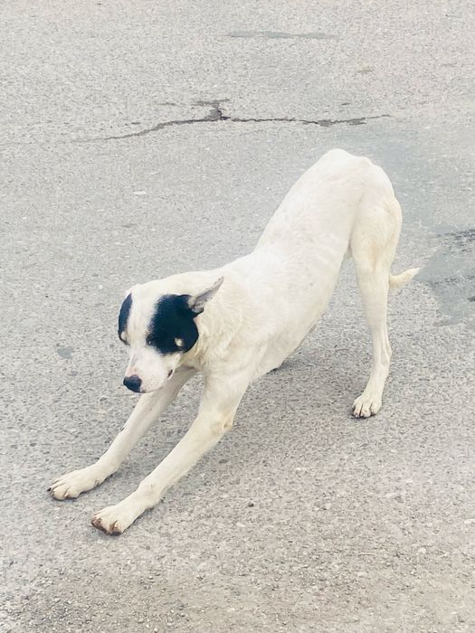 В добрые руки пристраиваю