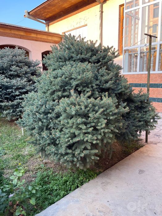 Seribriska archa