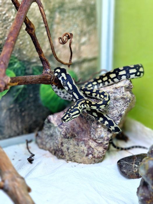 Змеи от 45 тысяч