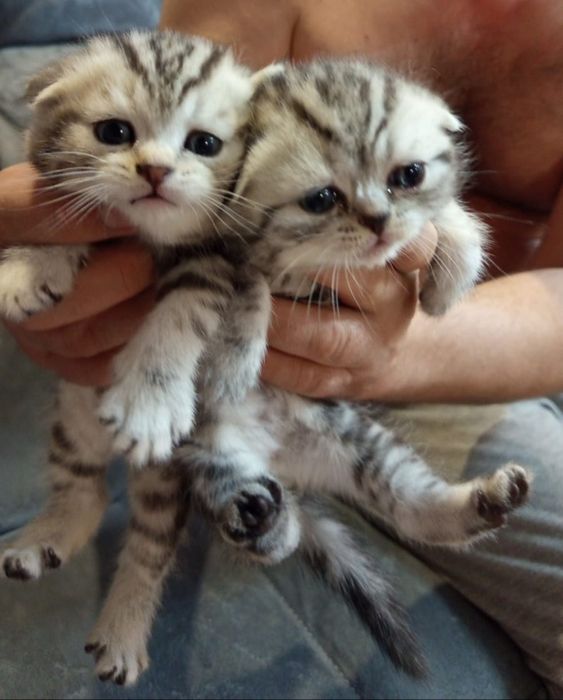 ШотЛандСкие котЯта #
