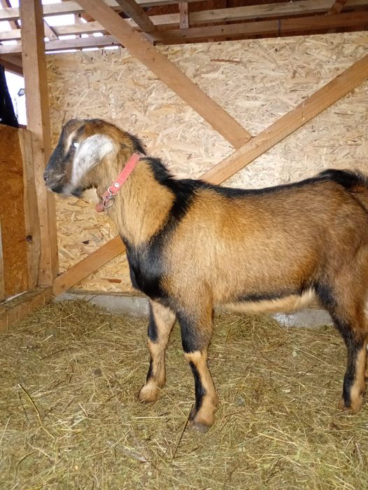 Vand iezi  cu varsta de 4, 5 luni