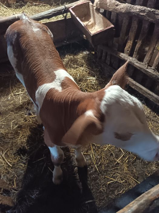 Se vinde vițică!