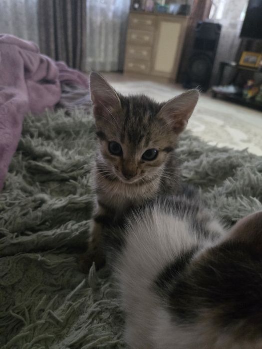 Отдадим котиков.