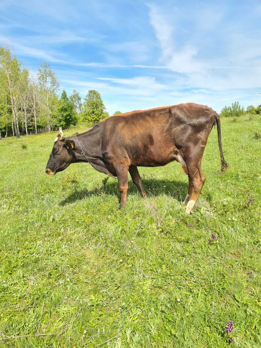 Vand vaca cu vitel