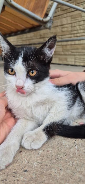 Прекрасные Крыселовы!