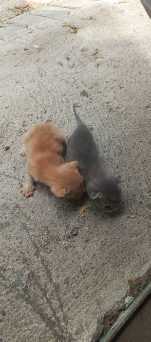 Котята . Отдам в добрые руки