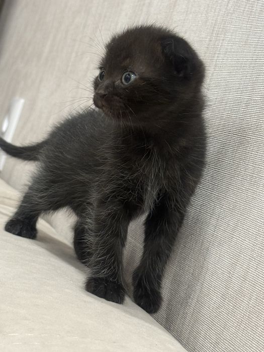 Вислоухая девочка красотка. Отдадим в добрые руки