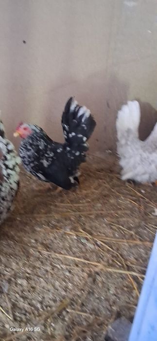 Vând găini cochinchina pitic lavandă și chabo