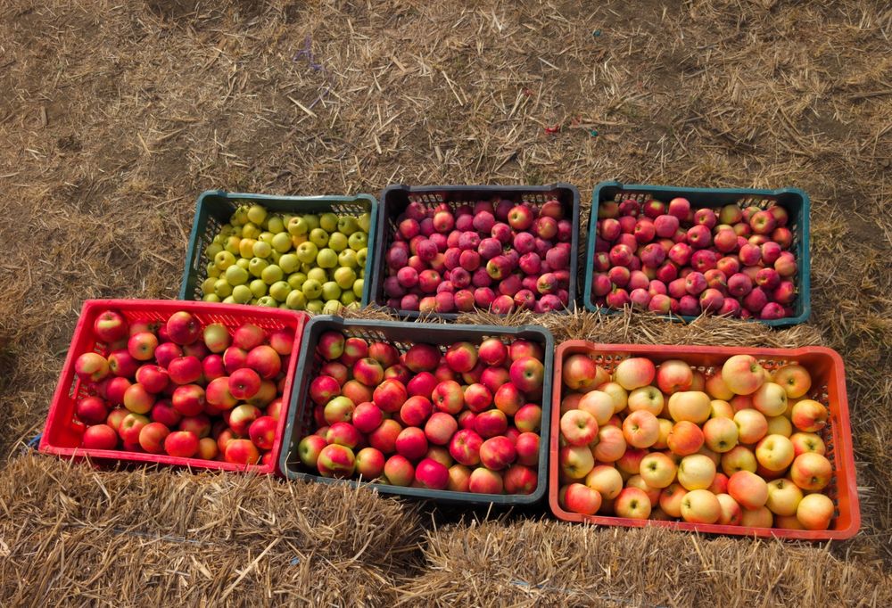 Mere pentru consum - Golden, Idared, Florina, Generos