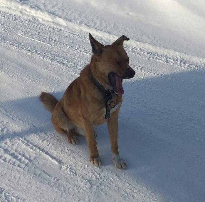 Ищет дом кобель.