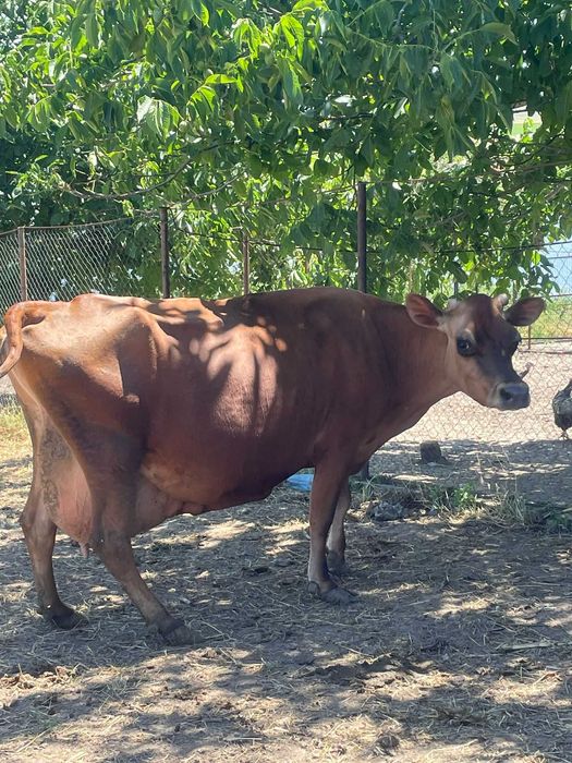 Vanzare- vaca rasa jersey