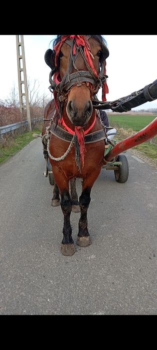 De vânzare cal castrat