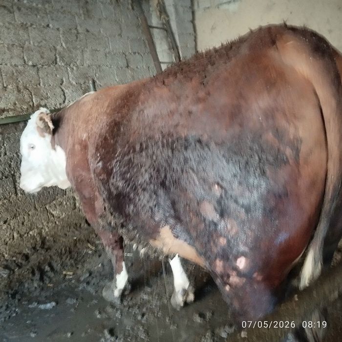Buqa uyda boqilgan 600 kg, 700kg