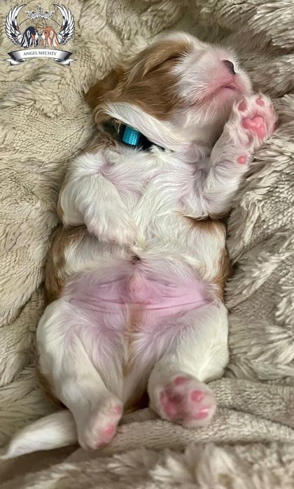 Кавалер Кинг Чарльз Спаниель ранее бронирование