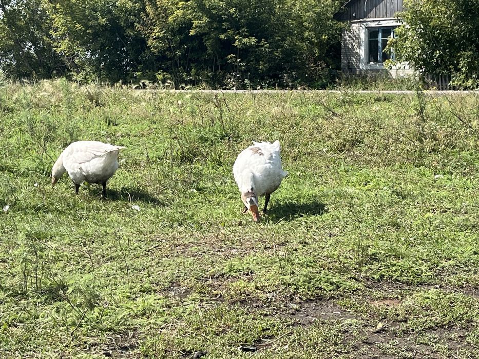 Продам домашних гусей
