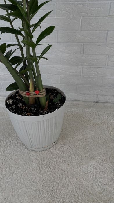 Продам цветок Замиокулькас, 1м