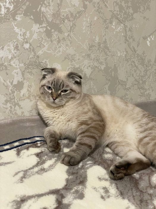Продаётся кошка  весь лаухая