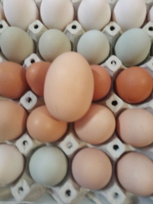 оплодени яйца от всякакви породи