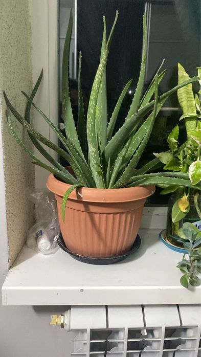 Алое сатылады. Комнатные растение