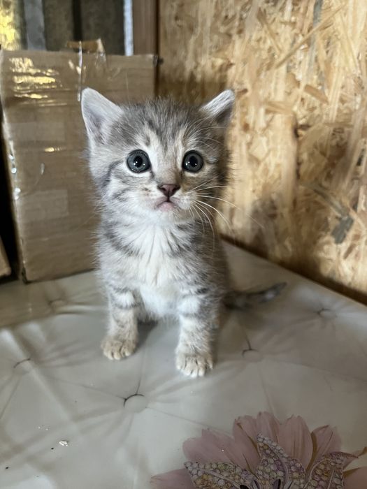 Отдам котят в добрые руки